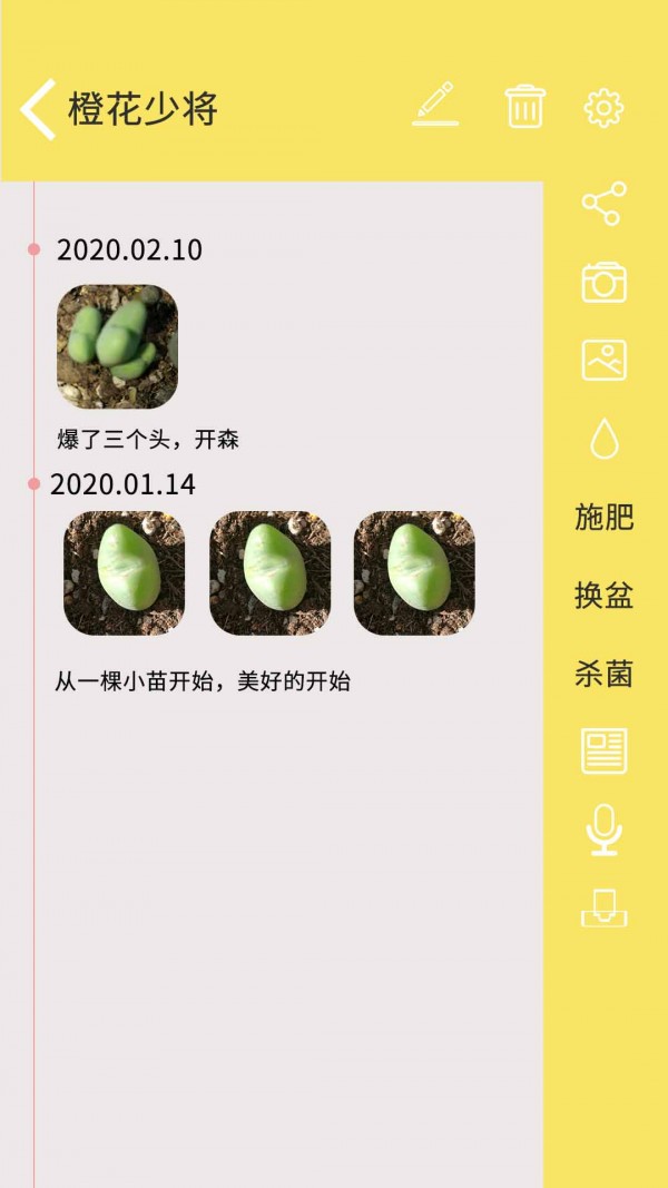 多肉花草日記1