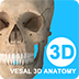 維薩里3D解剖