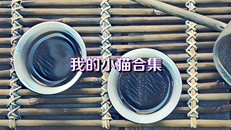 我的小貓合集