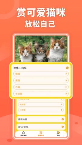 招財(cái)進(jìn)貓3