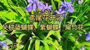 鳴潮扁竹花采集線路如何分享