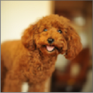 DogBreeds狗品種