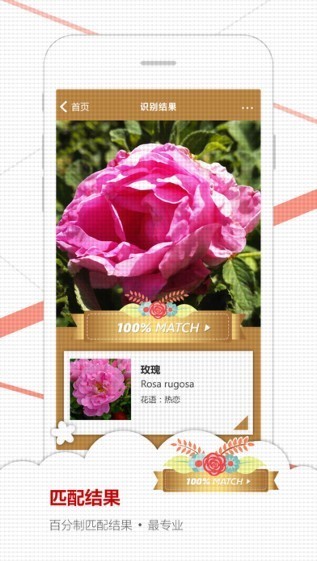 微軟識花3