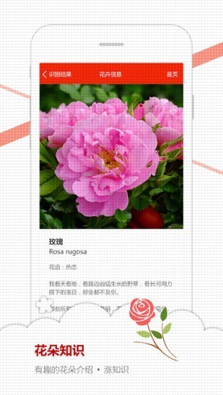 微軟識花4
