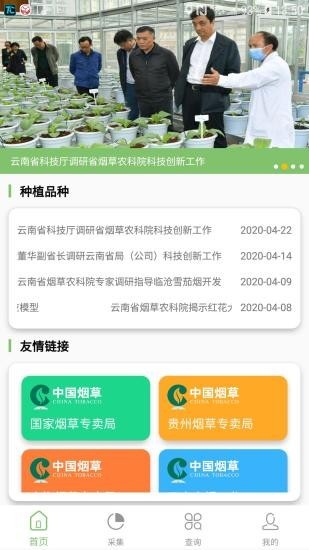 看葉識(shí)熟1