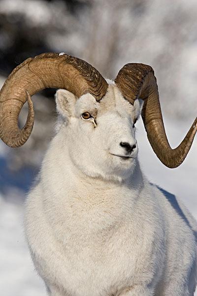 是指雄性的绵羊,属哺乳纲偶蹄目牛科羊亚科动物,是人类的家畜之一,是
