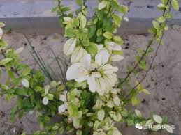夏季树木是否容易得黄化病