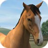 我的马 My Horse