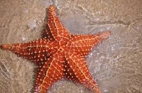 海星体内有血液吗