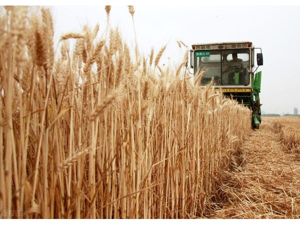 粮食危机不是玩笑！印度政府宣布立即禁止小麦出口，中国多地排查割青麦